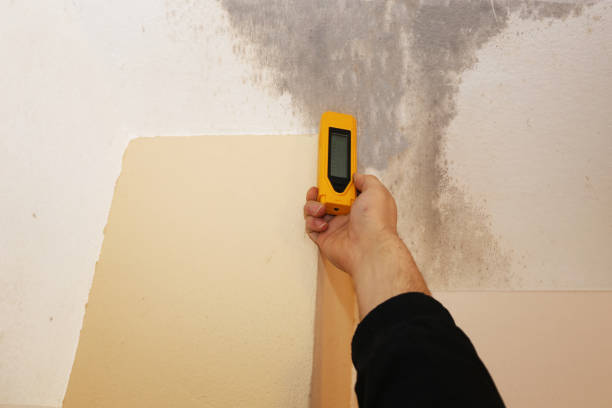 Best Mold Remediation for Rental Properties  in Windsor, CO