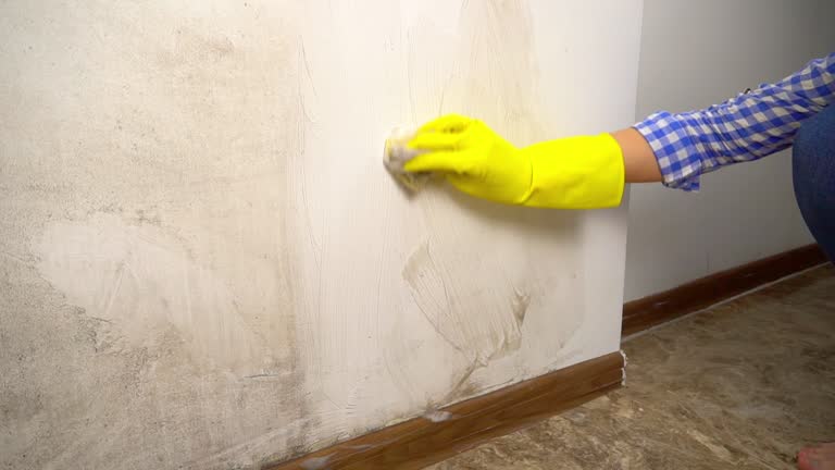 Reliable Windsor, CO Mold Removal Solutions