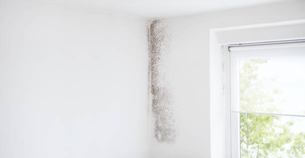 Best Emergency Mold Remediation  in Windsor, CO