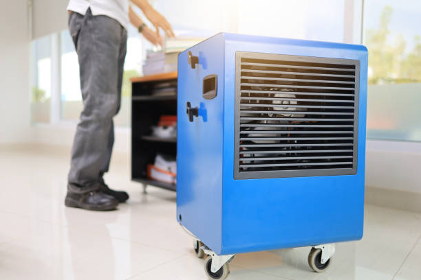 Best Basement Mold Removal  in Windsor, CO