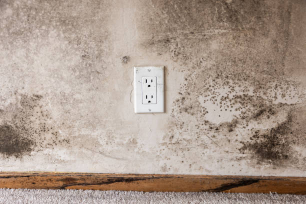 Best Environmental Consulting for Mold Prevention  in Windsor, CO
