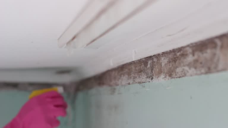 Best Mold Documentation for Insurance Claims  in Windsor, CO