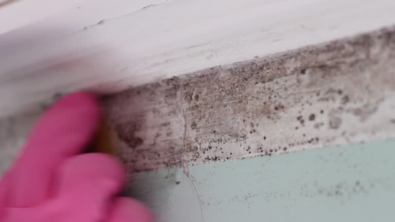 Biohazard Mold Removal in Windsor, CO